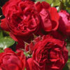 Роза сортовая Флорентина (Rosa Florentina)