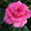 Роза сортовая Парфюм Роял (Rosa Parfum Royal Clg)