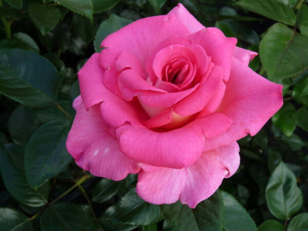 Роза сортовая Парфюм Роял (Rosa Parfum Royal Clg)