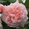 Роза сортовая Роз де Толбиак (Rosa Rose de Tolbiac)