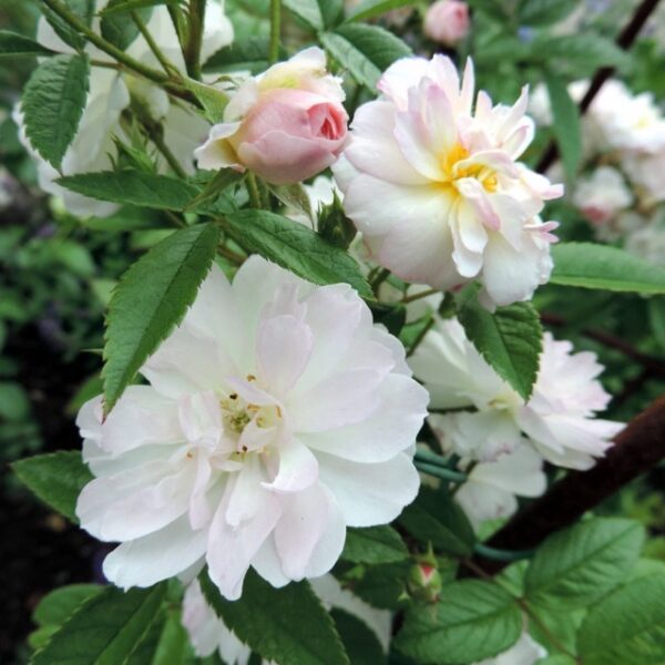 Роза сортовая Свит Силуэтта (Rosa Sweet Siluetta)