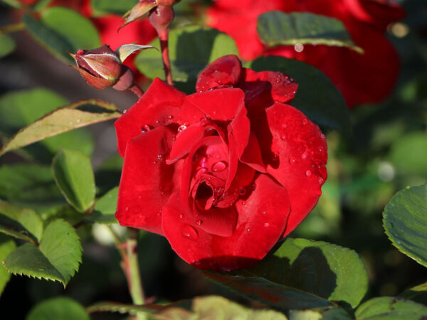 Роза сортовая Сантана (Rosa Santana)