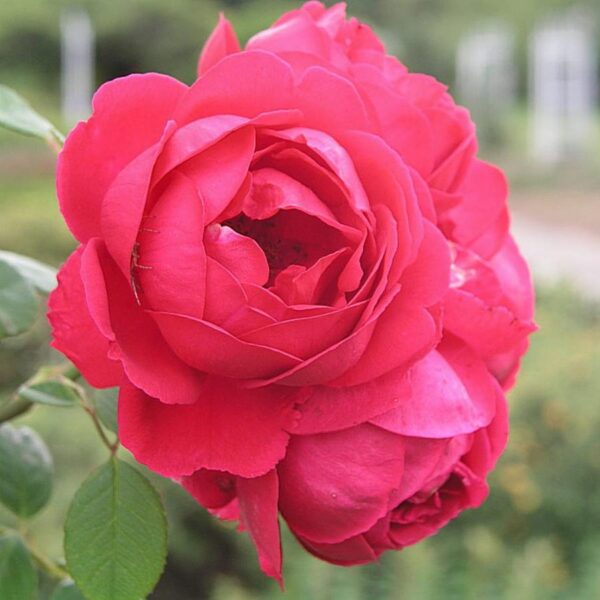 Роза сортовая Пол Скарлет (Rosa Paul's Scarlet)