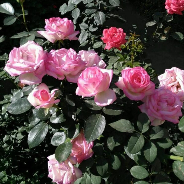 Роза сортовая Принцесс де Монако (Rosa Princesse de Monaco) — изображение 2