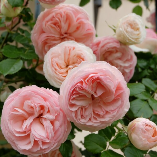 Роза сортовая Пьер де Ронсар (Rosa Pierre de Ronsard)