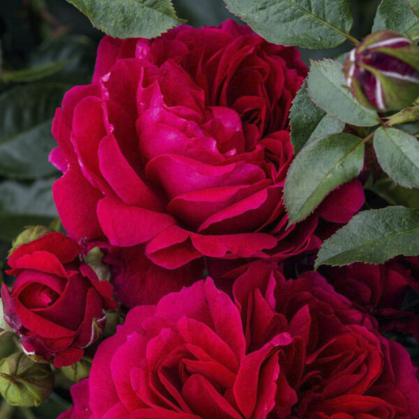 Роза сортовая Соул (Rosa Soul)