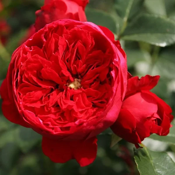Роза на шпалере сортовая Флорентина (Rosa Florentina)