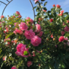 Роза сортовая Парфюм Роял (Rosa Parfum Royal Clg) — изображение 2