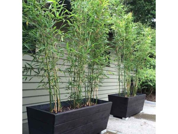 Бамбук Филлостахис золотистый (Phyllostachys aurea)