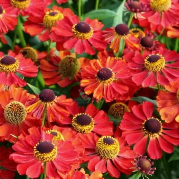 Гелениум Рубинцверг (Helenium Rubinzwerg)