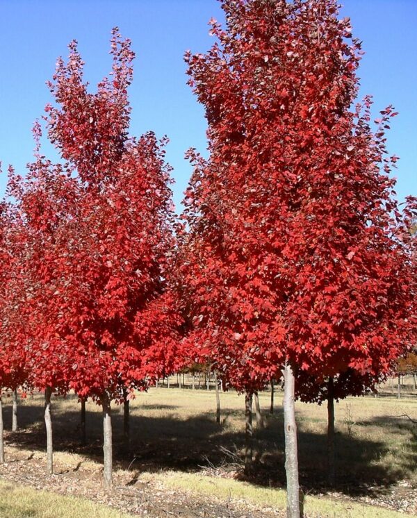 Клён красный Октобер Глори (Acer rubrum October Glory)