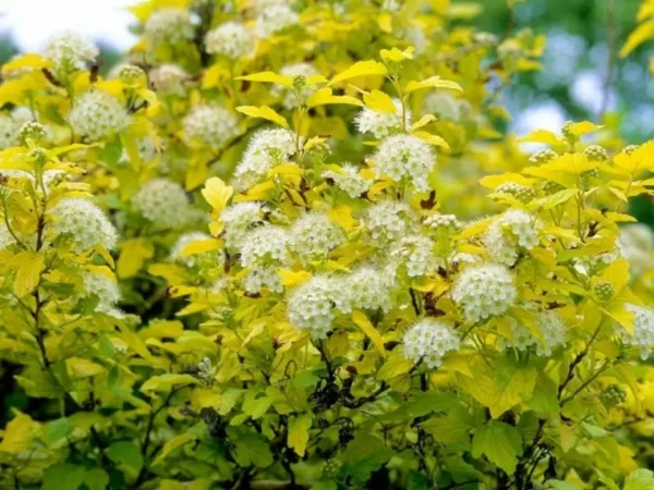 Пузыреплодник калинолистный Дартс Голд (Physocarpus opulifolius Dart's Gold)