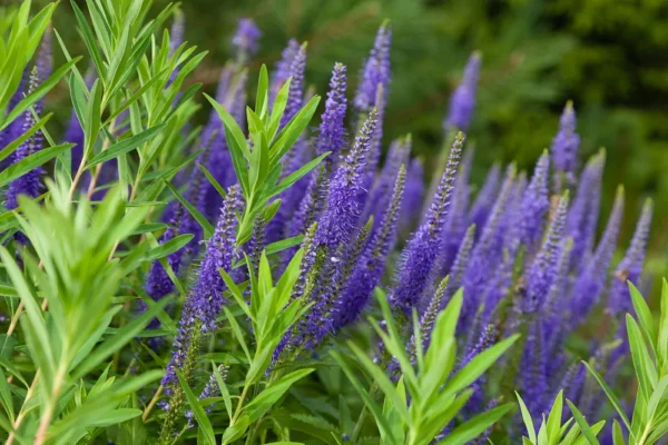 Вероника колосковая Блайризин (Veronica spicata Blauriesin)