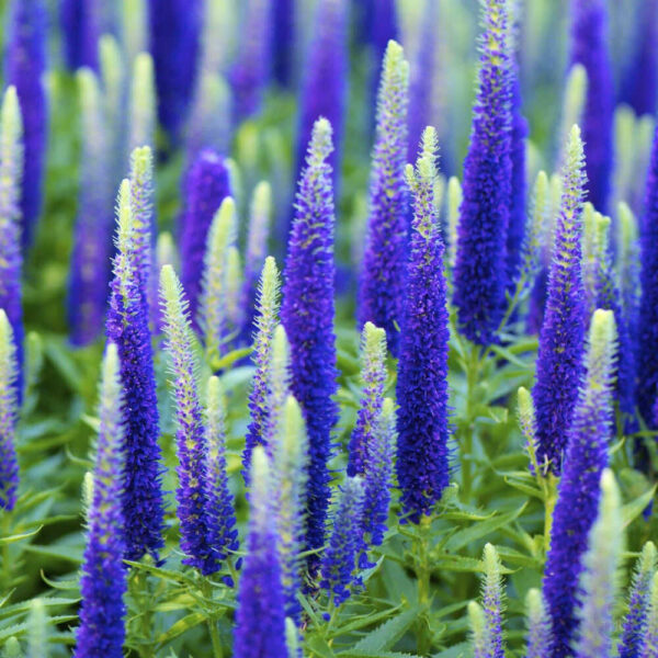 Вероника колосковая Анниверсари Блу (Veronica spicata Anniversary Blue)