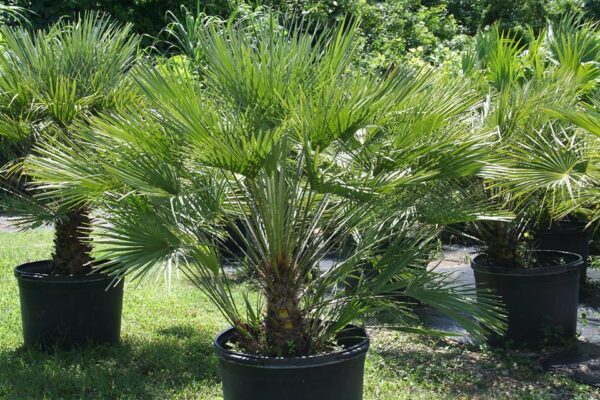 Хамеропс приземистый, многоствольный (Chamaerops humilis)