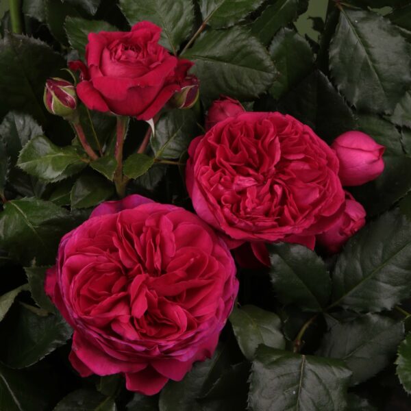 Роза на шпалере сортовая Мариетта (Rosa Marietta)