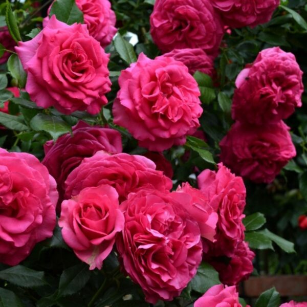 Роза на шпалере сортовая Маритим (Rosa Maritim)