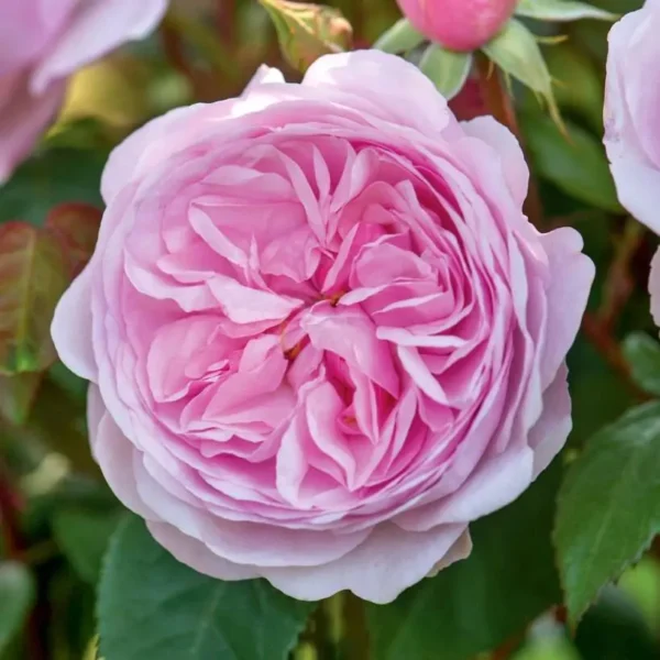 Роза на шпалере сортовая Оливия Роуз Остин (Rosa Olivia Rose Austin)