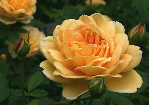 Роза на шпалере сортовая Голден Селебрейшен (Rosa Golden Celebration)
