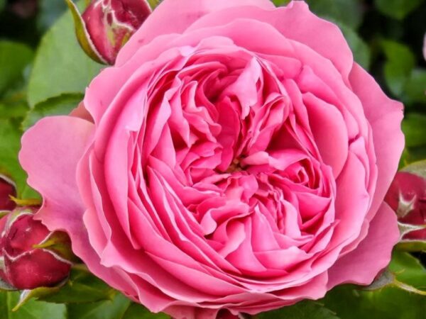 Роза на шпалере сортовая Леонардо да Винчи (Rosa Leonardo da Vinci)