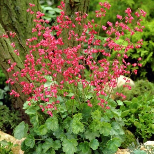 Гейхера кроваво-красная Корал Форест (Heuchera sanguinea Coral Forest)