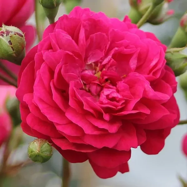 Роза на шпалере сортовая Лола (Rosa Lola)
