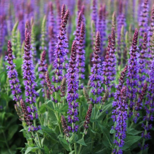 Шалфей Остфрисланд (Salvia Ostfriesland)