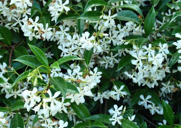 Трахелоспермум жасминовидный (Trachelospermum jasminoides)