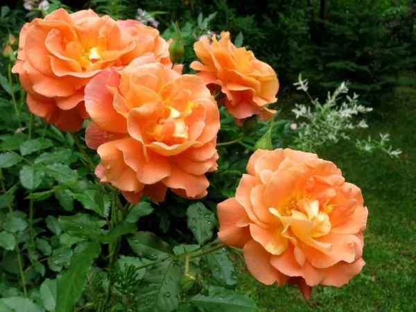 Роза на шпалере сортовая Метанойя (Rosa Metanoia)
