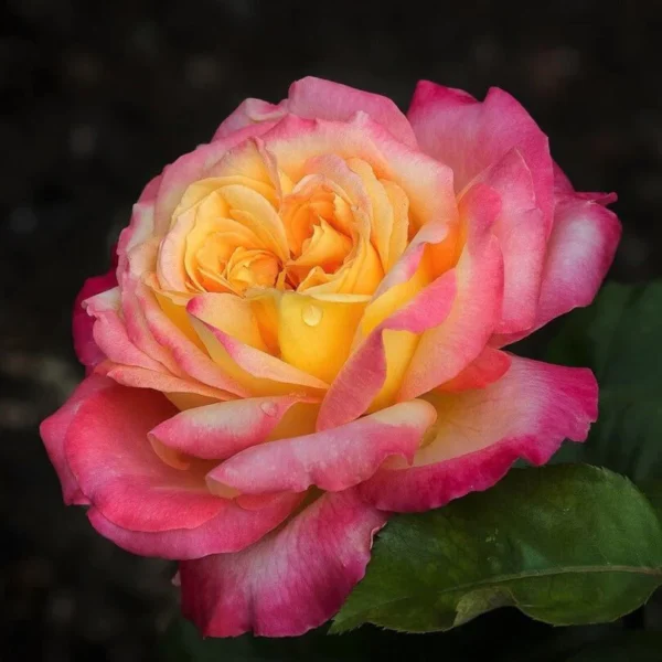Роза на шпалере сортовая Ориентал Пиас (Rosa Oriental Peace)