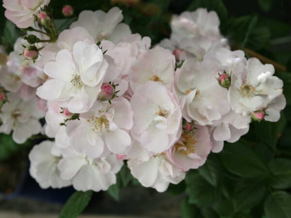 Роза на шпалере сортовая Перенниал Блаш (Rosa Perennial Blush)