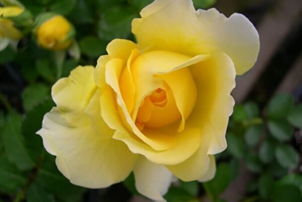 Роза сортовая Римоза (Rosa Rimosa)