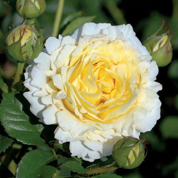 Роза на шпалере сортовая Сирано де Бержерак (Rosa Cyrano de Bergerac)