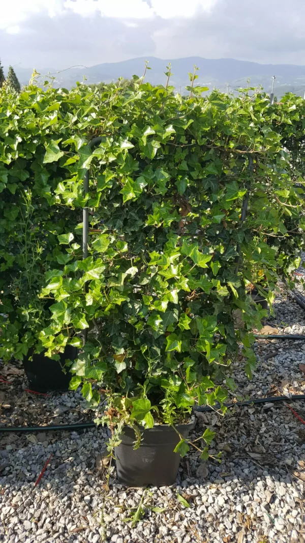Плющ Хиберника, форма "Шпалера" (Hedera hibernica)
