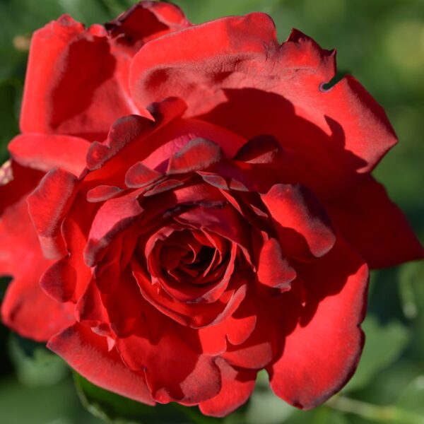 Роза на шпалере сортовая Мессир Дельбар (Rosa Messire de Delbard)
