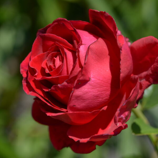 Роза на шпалере сортовая Саламмбо (Rosa Salammbo)