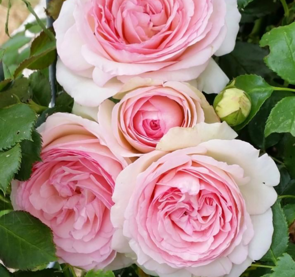 Роза на шпалере сортовая Эден Роуз (Rosa Eden Rose)