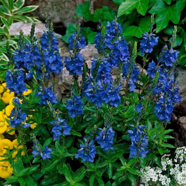 Вероника австрийская Роял Блю (Veronica austriaca Royal Blue)