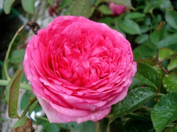 Роза на шпалере сортовая Цикламен Пьер де Ронсар (Rosa Cyclamen Pierre de Ronsard)