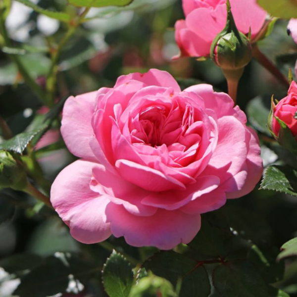 Роза сортовая Ева (Rosa Eva)
