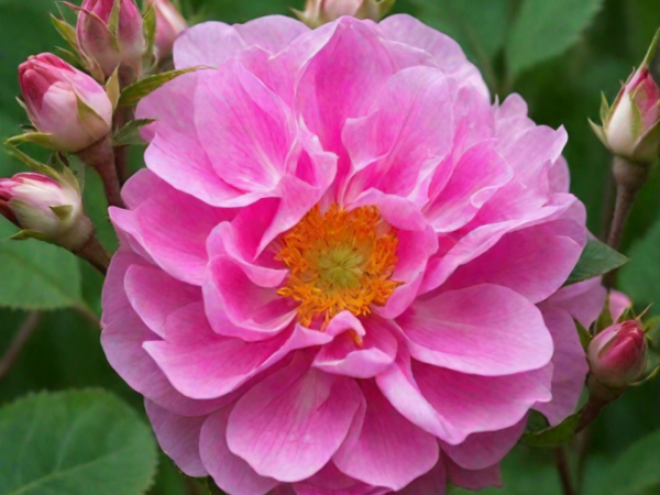 Роза сортовая Перенниал Розали (Rosa Perennial Rosali)