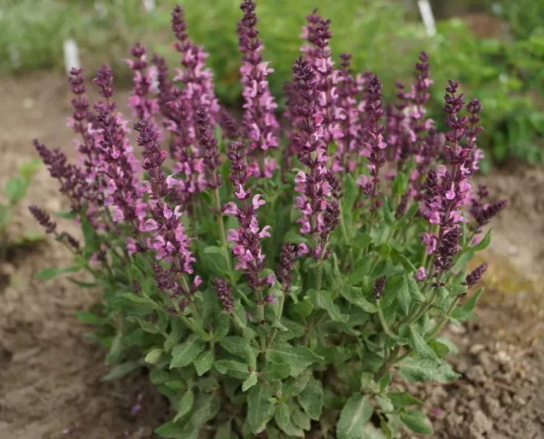 Шалфей Нью Дименшн Роуз (Salvia New Dimension Rose)