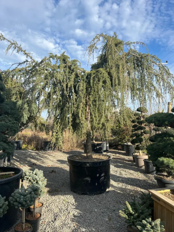 Кедр атлантический Глаука Пендула (Cedrus atlantica Glauca pendula)