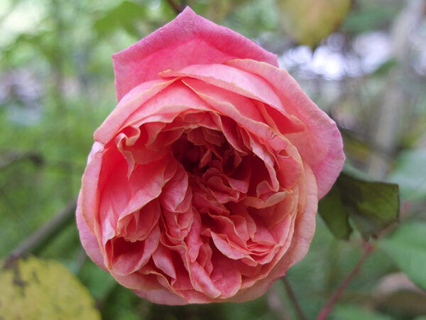 Роза сортовая Мсье Тильер (Rosa Monsieur Tillier)