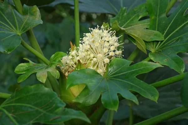 Фатсия японская (Fatsia japonica)