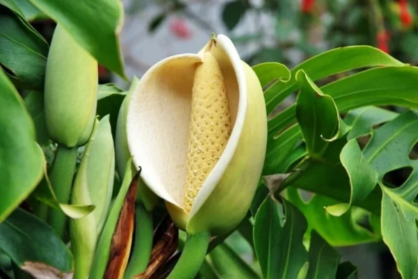 Монстера деликатесная (Monstera deliciosa) — изображение 2