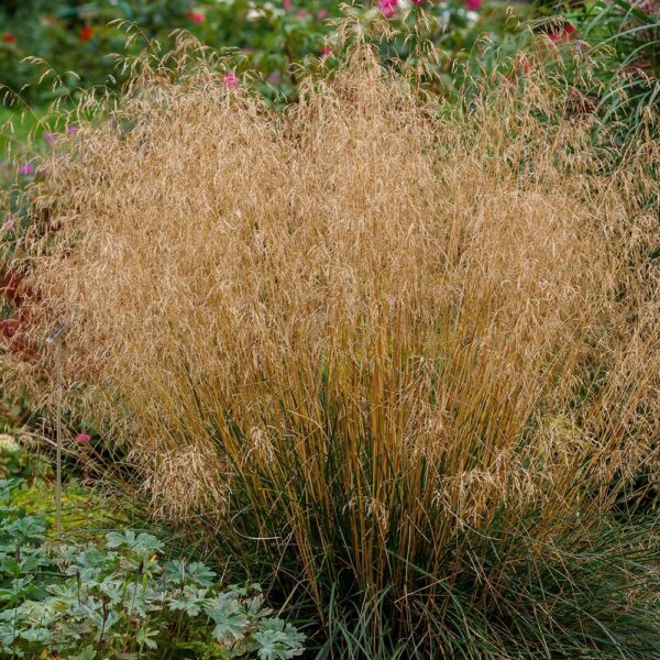 Щучка дернистая Голдтау (Deschampsia cespitosa Goldtau)