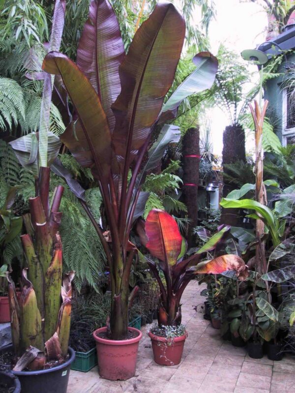 Банан Энсета Маурели (Musa Ensete Maurelli)