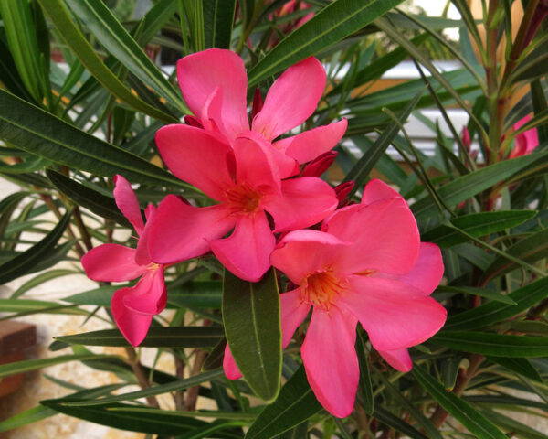 Олеандр обыкновенный Папа Гамбетта (Nerium oleander Papa Gambetta)