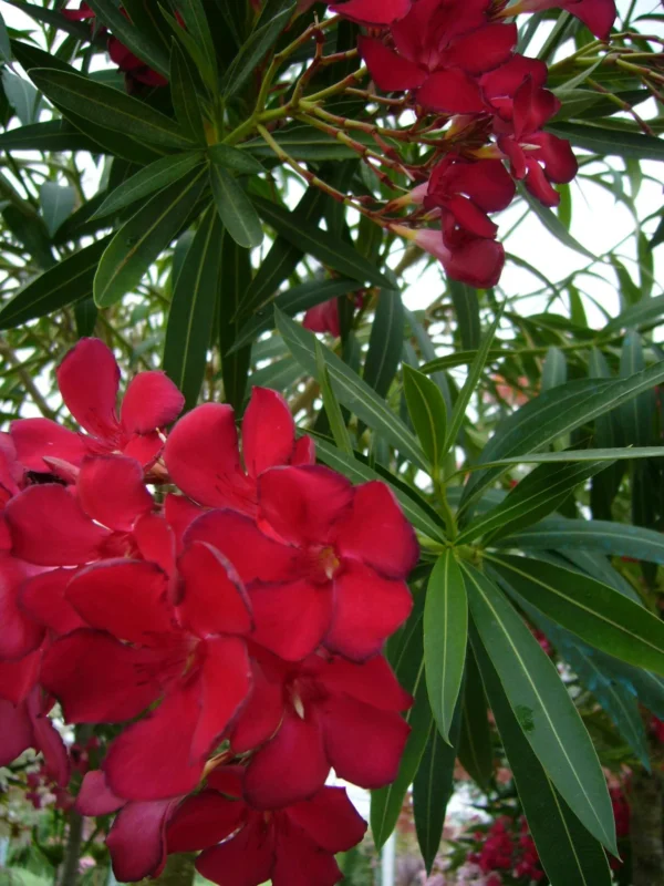 Олеандр обыкновенный Роза Семплис (Nerium oleander Rosso Semplice)